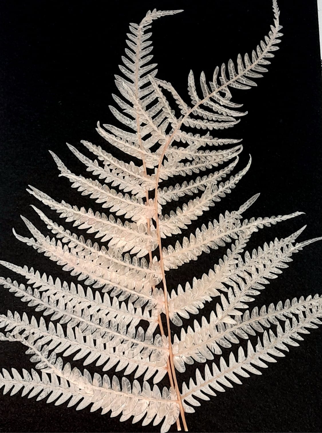 Big fern leaf with stem - pack of 2