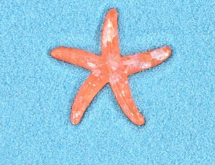Crystal star fish miniature - set of 4