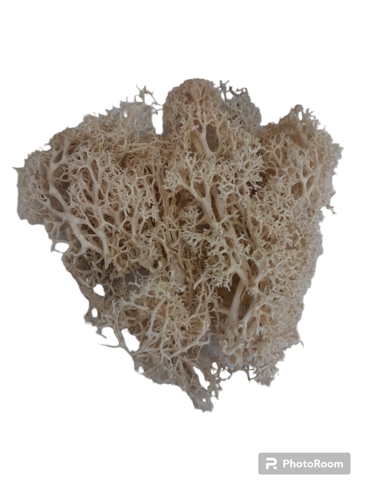 Mosses