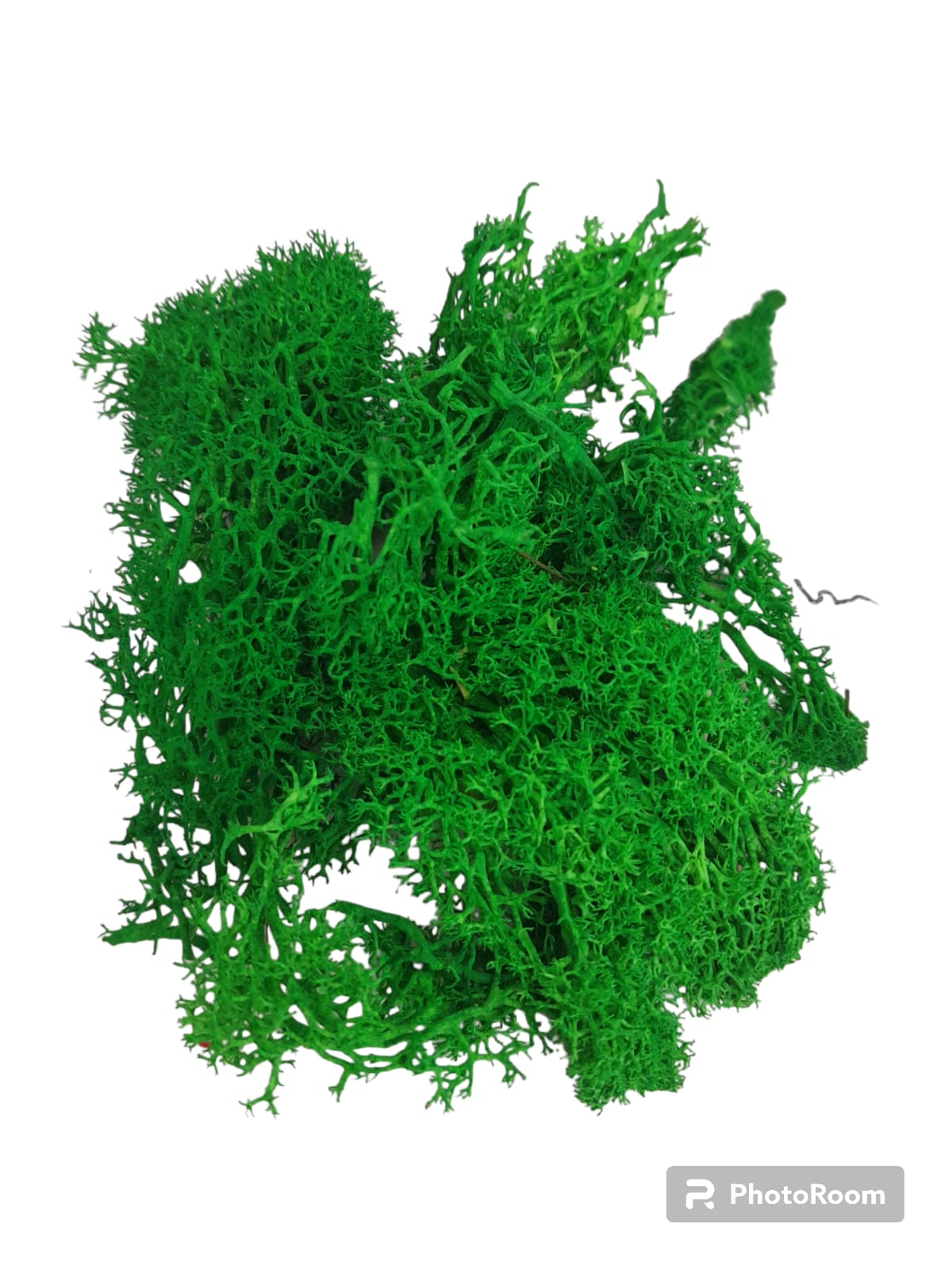 Mosses