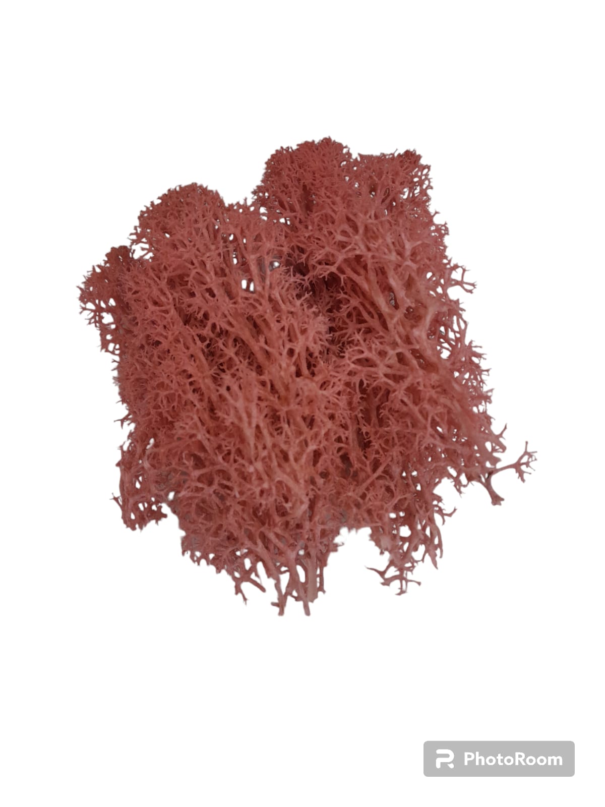 Mosses