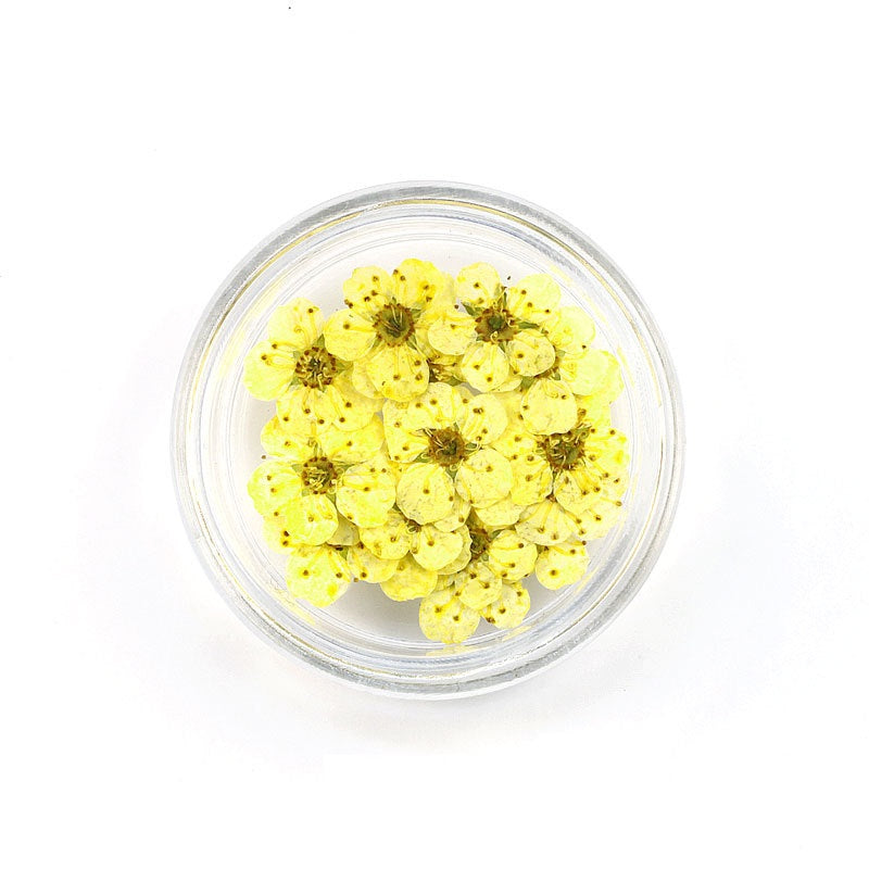Pressed Cherry Blossom Bestow Charms