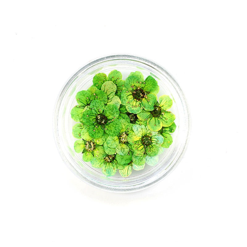Pressed Cherry Blossom Bestow Charms