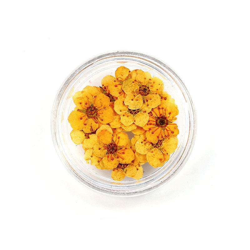 Pressed Cherry Blossom Bestow Charms