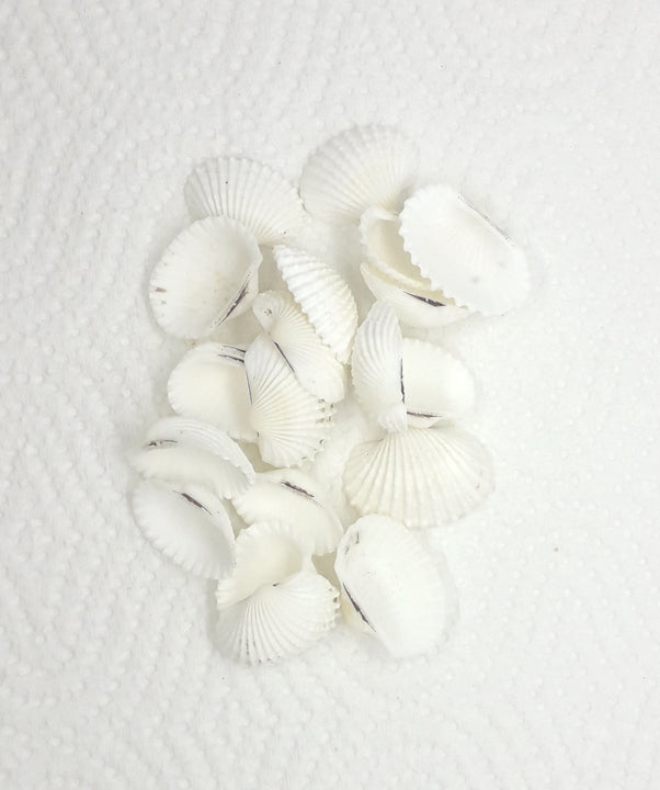 White Shell - 20gms.