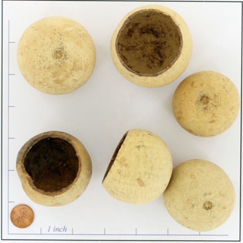 Bell Cup Bleached | Set of 3