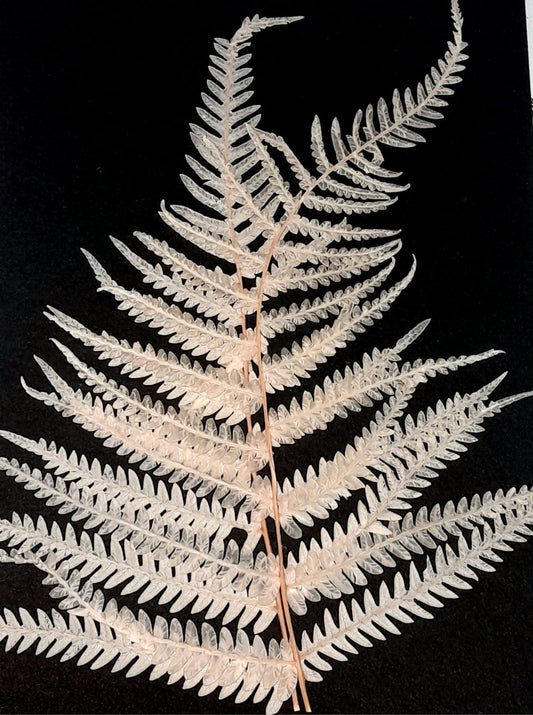 Big fern leaf with stem - pack of 2
