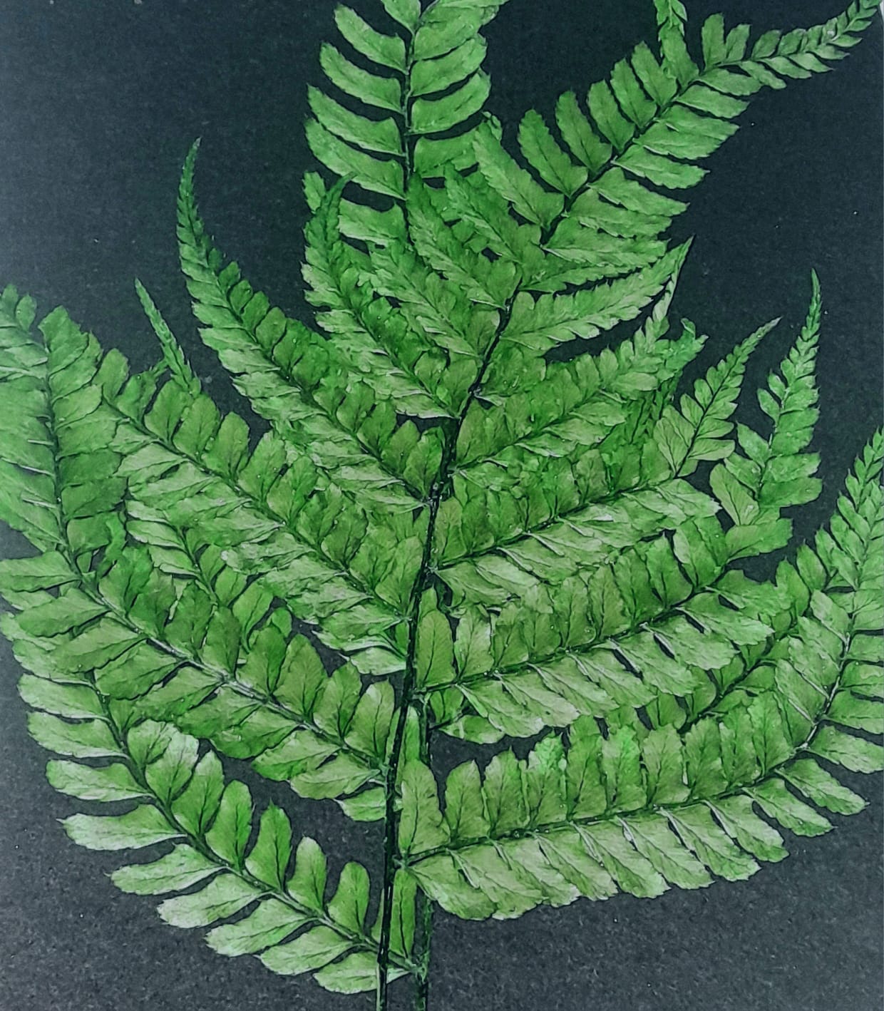 Big fern leaf with stem - pack of 2