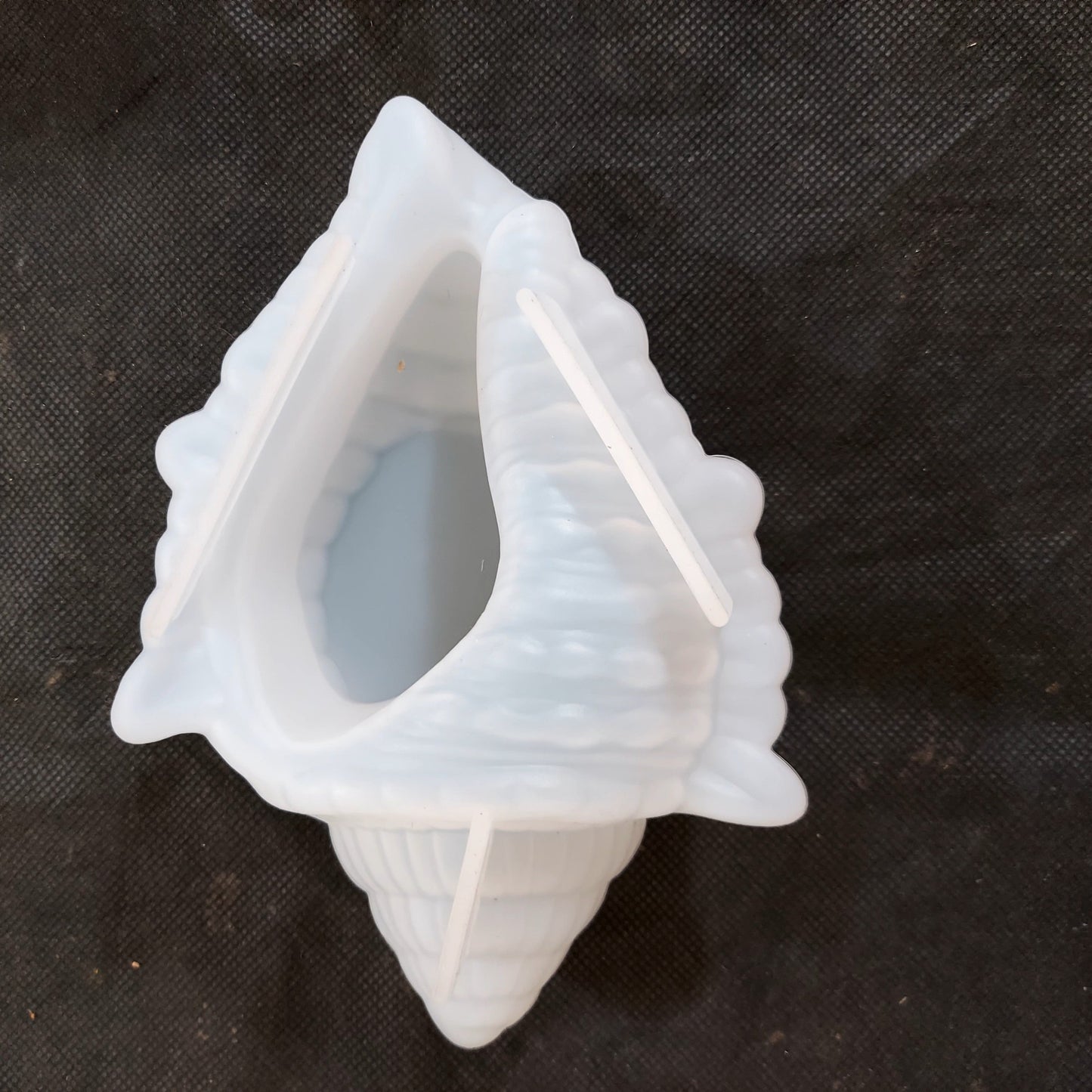 Cone Shell Big