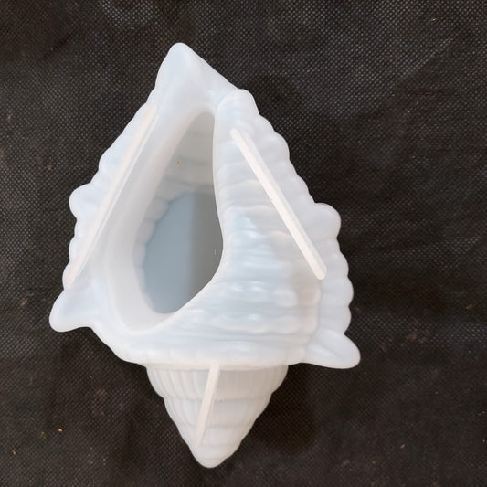 Cone Shell Big