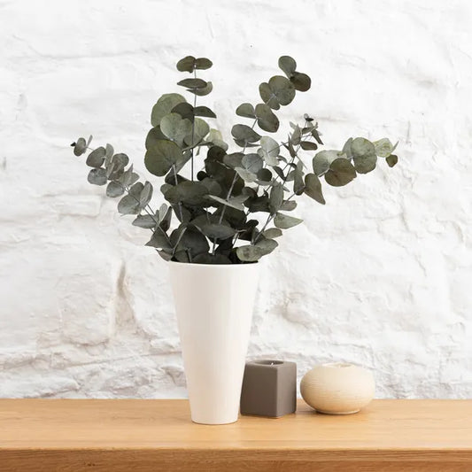 Dry Eucalyptus leaf  Box