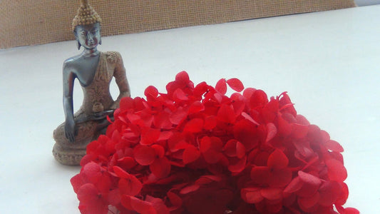Hydrangeas - 6gms Bestow Charms