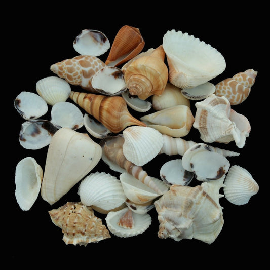 Mixed Sea shells combo