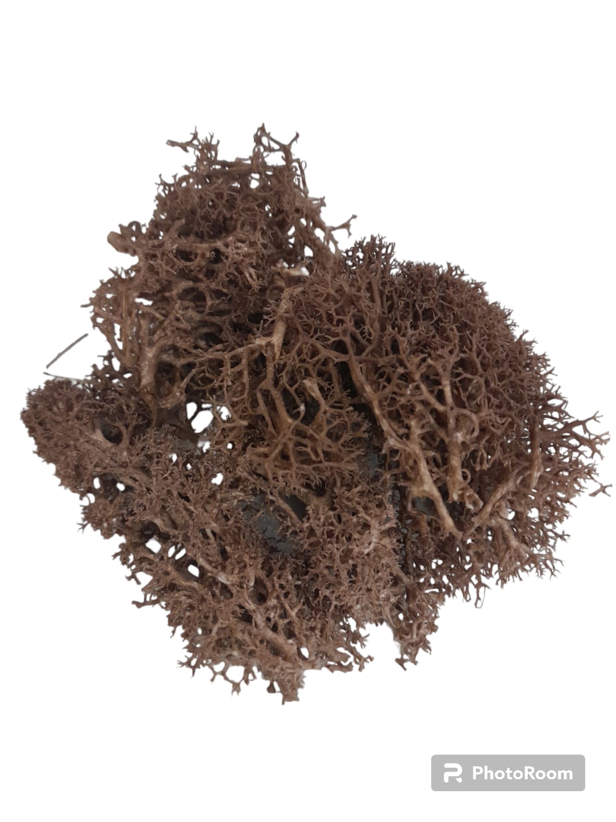 Mosses