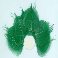 Peepil leafs