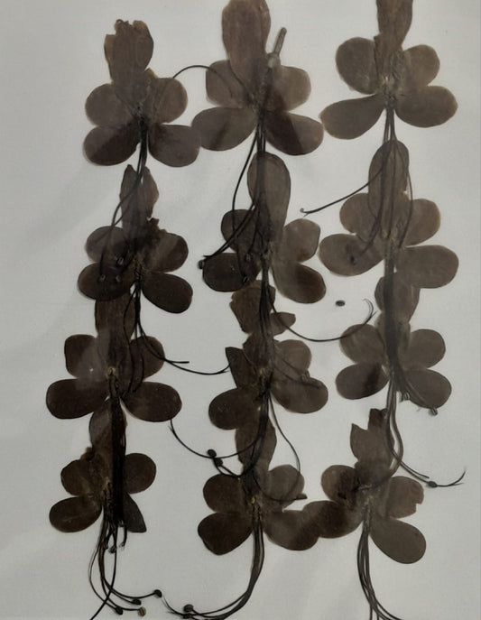 Pressed Butterfly Shape Flower