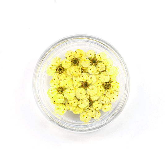 Pressed Cherry Blossom Bestow Charms