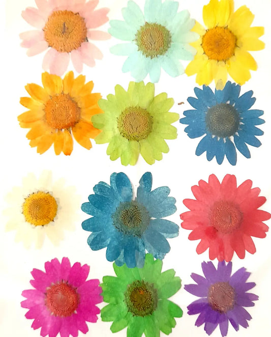 Pressed Daisy Flowers Bestow Charms