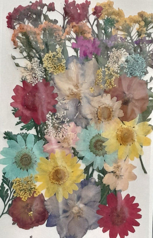 Pressed Flowers 36-40 Flowers