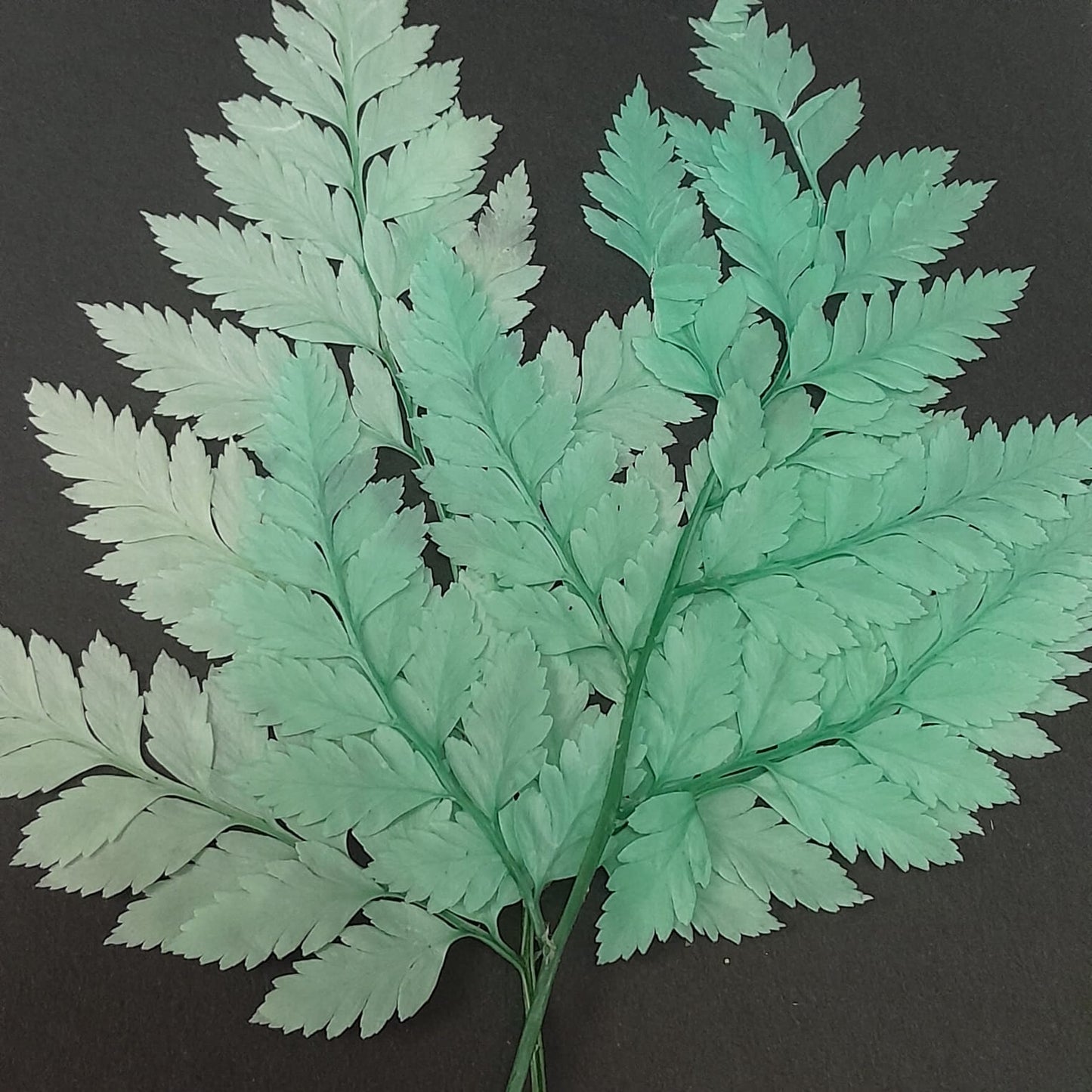 Small fern leaf with stem - pack of 5