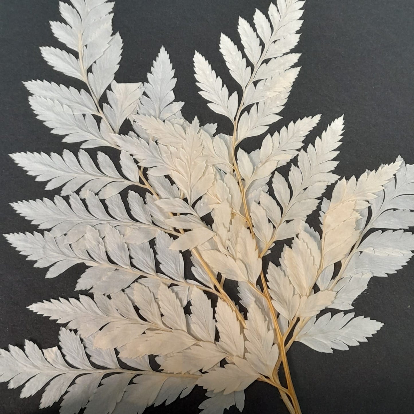 Small fern leaf with stem - pack of 5