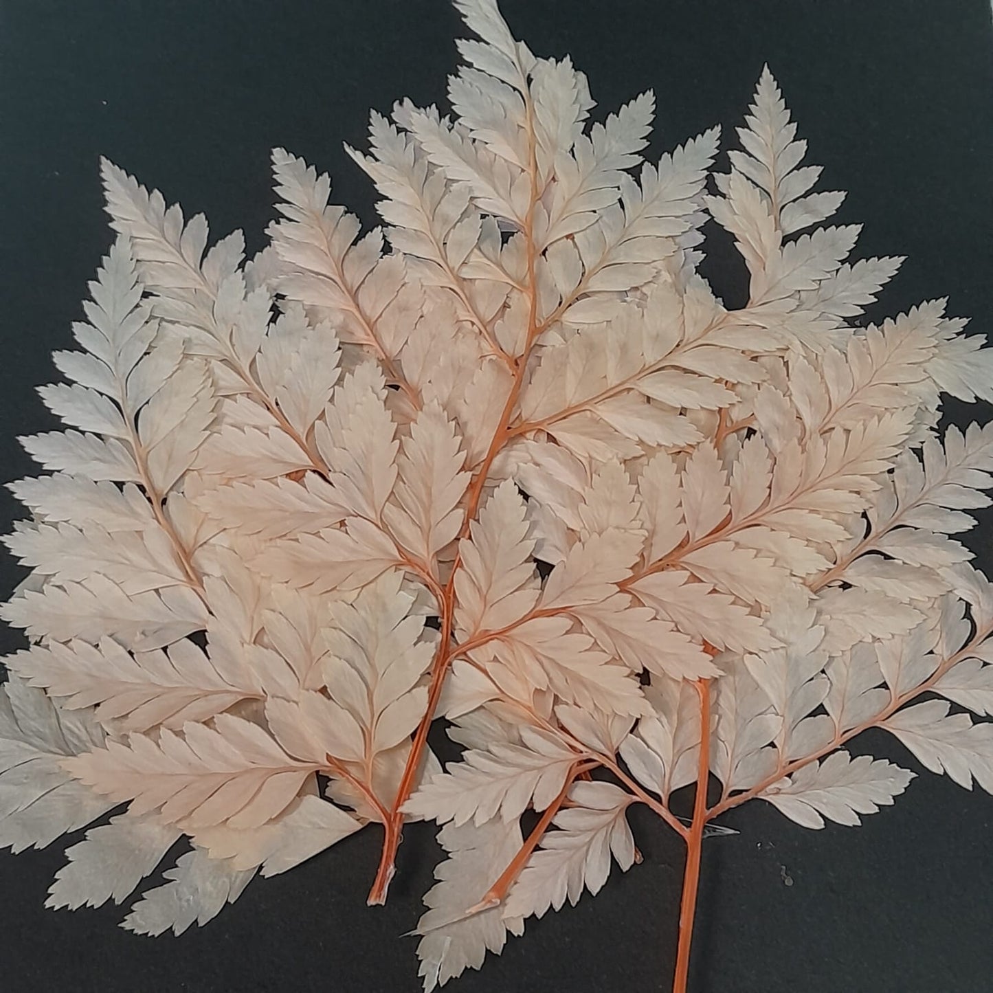 Small fern leaf with stem - pack of 5