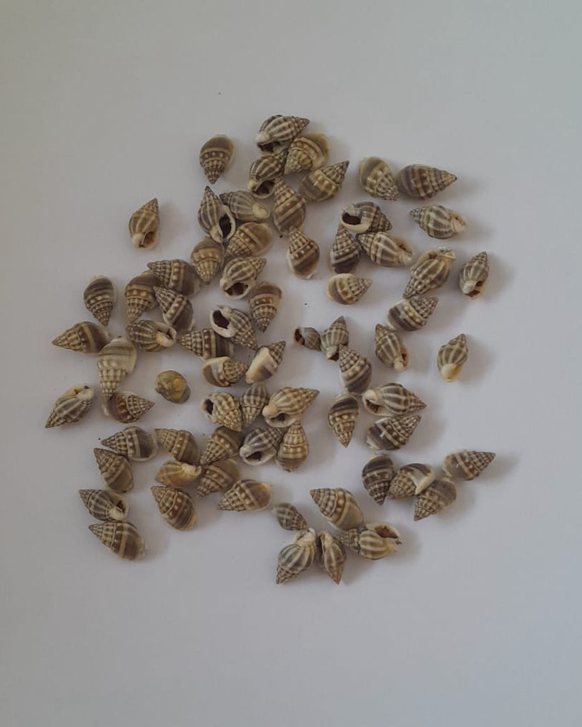 KakaMukh Shells