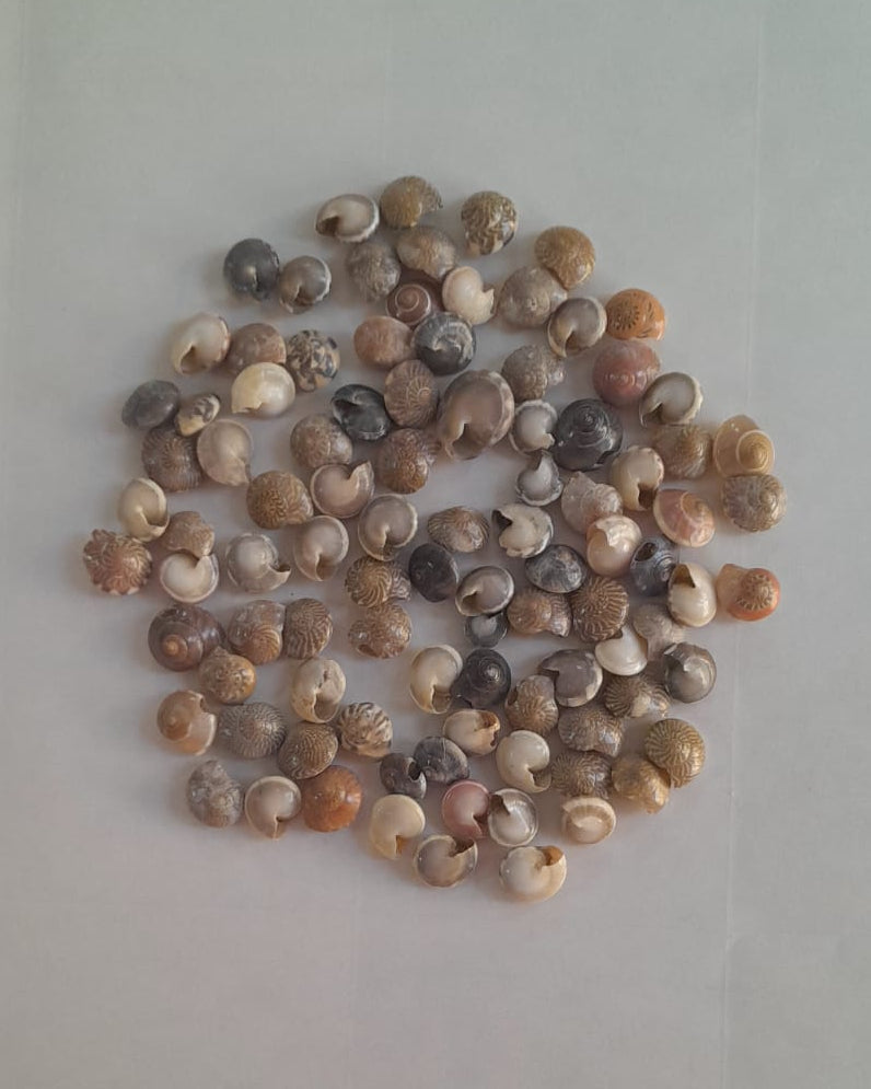 Umbonium Sea Shells
